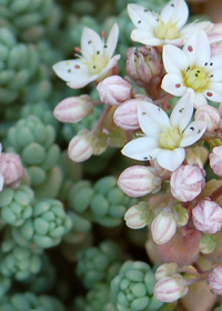 Sedum dasyphyllum